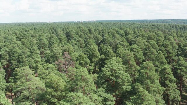 Dense pine forest. Dense thicket of pine forest.