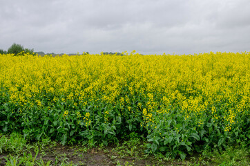 Stems of green flowering yellow rapeseed on a cloudy day