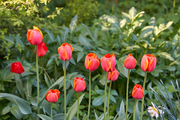 Obraz premium Blooming beautiful spring tulips in sunny weather in the garden