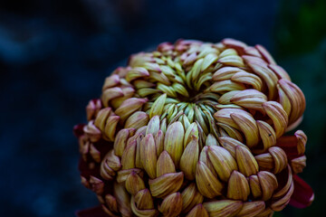 Autumnal flowers in the garden