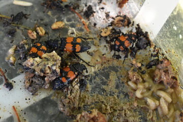 Carrion beetles Nicrophorus burying in rotten meat carcass