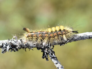 Orgyia antiqua rusty tussock moth caterpillar on a stick