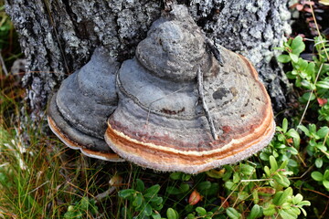 Red-belt conk Fomitopsis pinicola growing on a log - obrazy, fototapety, plakaty