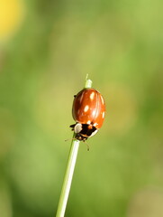 Myzia oblongoguttata striped ladybird on green background