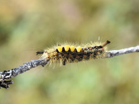 Orgyia antiqua rusty tussock moth caterpillar on a stick