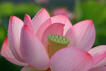 蓮の花