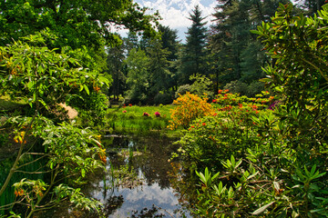Rhododendronpark in Kromlau Rhododendron verschiedenen Farben und unterschiedlichen Sorten