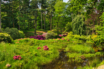 Rhododendronpark in Kromlau Rhododendron verschiedenen Farben und unterschiedlichen Sorten