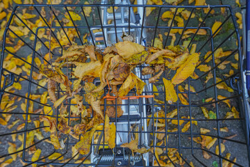 Autumn leaves in bicycle basket