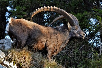 Bouquetin des Alpes (Capra ibex), de la réserve du Creux du Van, dans le canton de Neuchâtel, en Suisse.