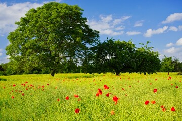 Mohn in Rapsfeld bei Eschringen, Saarland