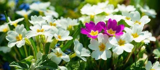Blooming primrose or primula flowers in a garden