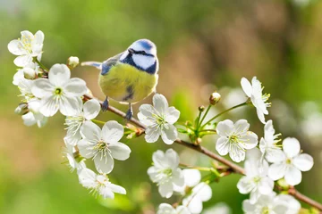 Zelfklevend Fotobehang Little bird sitting on branch of blossom cherry tree. The blue tit ( Parus caeruleus) © Nitr
