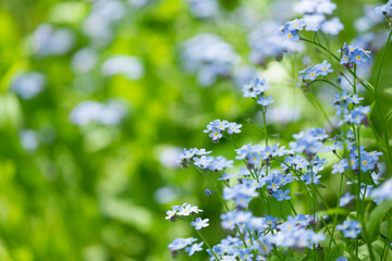 Forget-me-not flowers in a garden