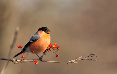 Bullfinch eating rowan berries
