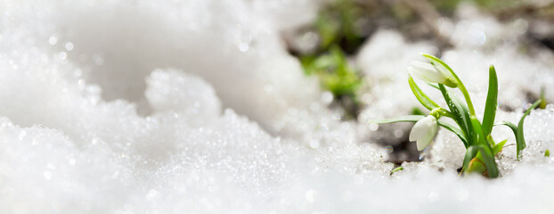 First spring flowers. Snowdrop flowers blooming in snow covering