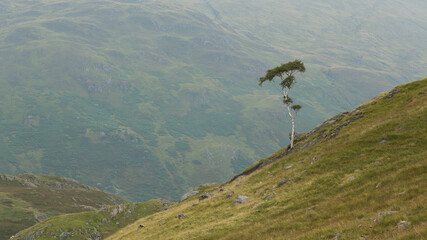  Lonely tree in a mountain landscape. © Jaroslaw