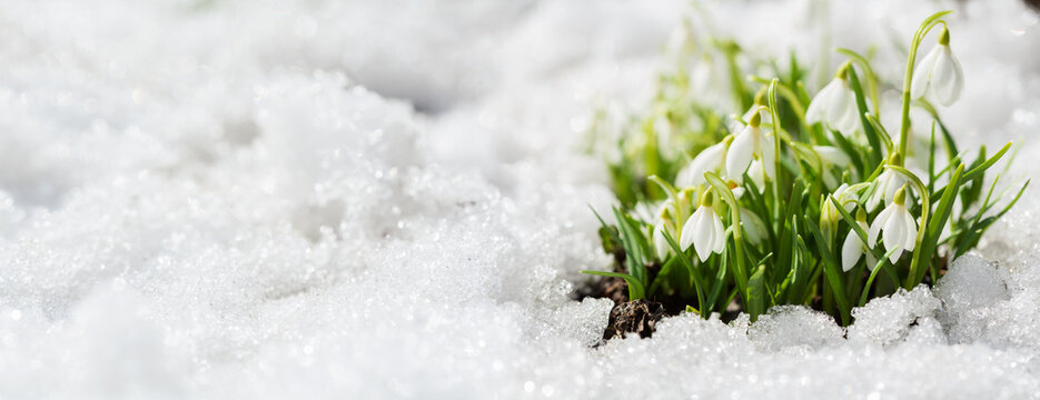 First Spring Flowers. Snowdrop Flowers Blooming In Snow Covering