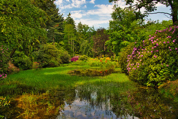 Rhododendronpark in Kromlau Rhododendron verschiedenen Farben und unterschiedlichen Sorten
