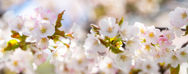 Blooming cherry tree in the spring garden. Cherry flowers on a tree. Spring background