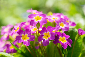 Fototapeta premium Blooming pink primrose or primula flowers in a garden