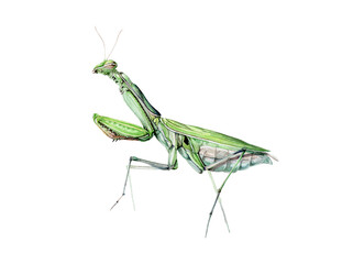 Green mantis watercolor illustration. Hand drawn praying predator insect. Green mantis side view element. Wildlife garden insect full length close up illustration. Isolated on white background