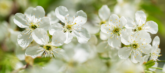 Blooming cherry tree in the spring garden. White flowers on a tree. Spring background