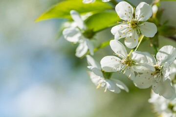 Blooming cherry tree in the spring garden. White flowers on a tree. Spring background