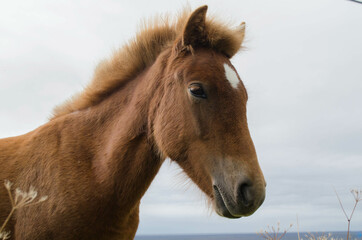 Obraz premium Poulain islandais