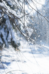Landscape with tiny birch branches and defocused fir tree  in nature and falling, glowing snow background in sunny day in winter time, artistic view of nature details