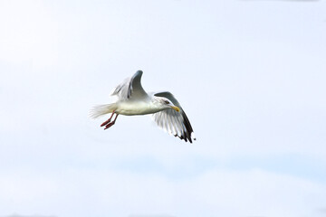 A seagull flying