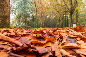 tappeto d'autunno