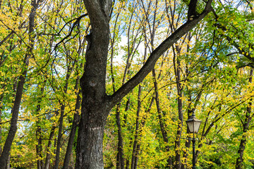 ニュージーランド　オタゴ地方のアロータウンの紅葉