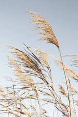 Dry reed outdoor in light pastel colors. Beige reed grass, pampas grass. Abstract natural background. Minimal, stylish, trend