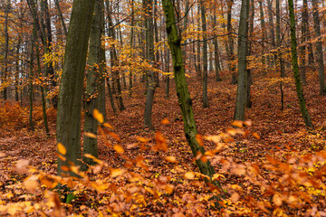 painting like beech tree autumn forest