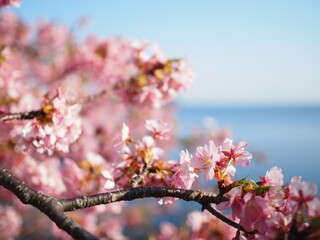 海辺に咲いている河津桜