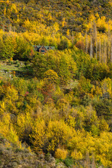  ニュージーランド　オタゴ地方のクイーンズタウン近郊のアーサーズポイントの風景と紅葉