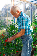 Elderly farmer tending tomato plants in greenhouse