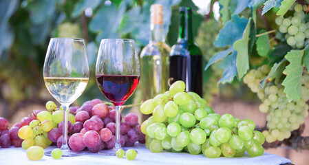 Fototapeta na wymiar Bunches of red and white grapes, glasses with wine on a table in grape fields
