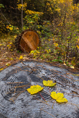  ニュージーランド　オタゴ地方のクイーンズタウン近郊のアーサーズポイントの林道の紅葉と切り株
