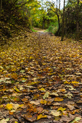  ニュージーランド　オタゴ地方のクイーンズタウン近郊のアーサーズポイントの林道の紅葉と落ち葉
