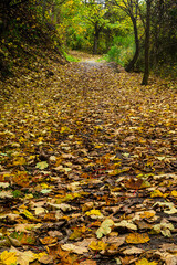  ニュージーランド　オタゴ地方のクイーンズタウン近郊のアーサーズポイントの林道の紅葉と落ち葉