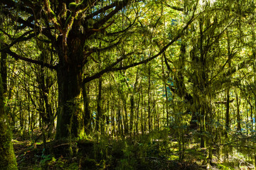 ニュージーランド　オタゴ地方のブループールまでのウォーキングトラックの森林風景