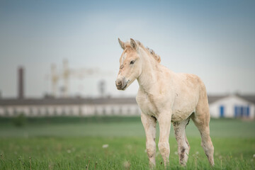 A beautiful thoroughbred horse grazes on a farm pasture.