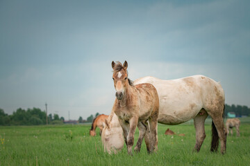 Obraz na płótnie Canvas A beautiful thoroughbred horse grazes on a farm pasture.