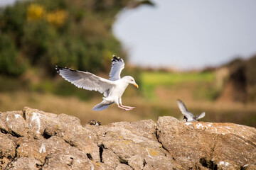 Atterissage d'un go&eacute;land sur les rochers