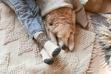 Festive socks on  legs and cute golden retriever dog on carpet. Family relax time. Winter Christmas...