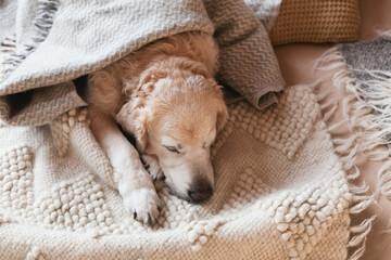 Bored young golden retriever dog under light gray plaid. Pet warms under a blanket in cold winter...