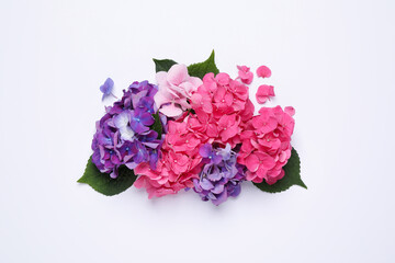 Beautiful hortensia flowers on white background, flat lay