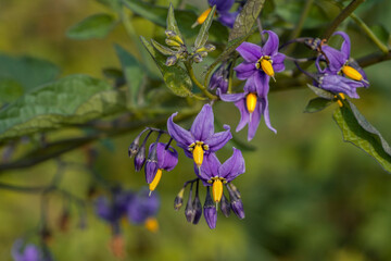 Bittersweet nightshade (Solanum dulcamara) flowers and buds with leaves. Place for text.